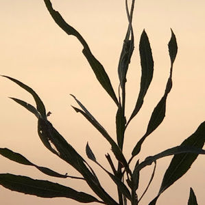 Meet your Posher, Eden